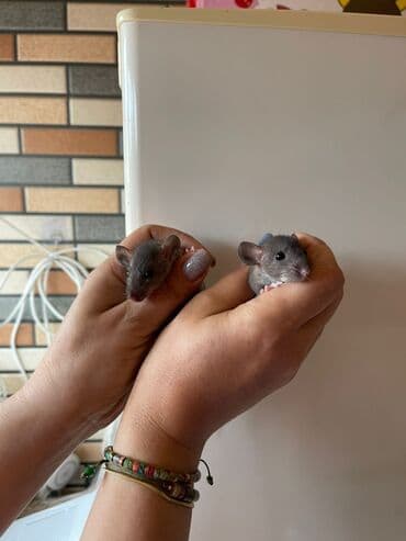 купить хорька в баку: Декоративные крысята, мальчики и девочки. 30 дней. Цена 40м. По всем — 2