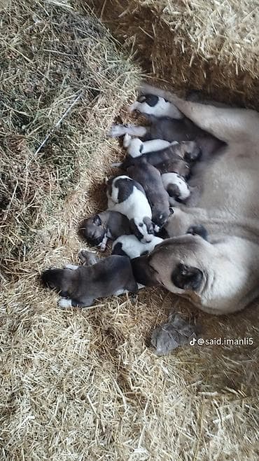 Птицы: Məhsul: Balaca çoban itləri (yavru) Təsvir: - Şəkillərdə gördüyünüz — 4