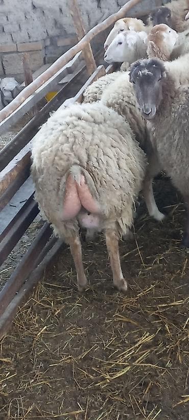 Птицы: Yelini yetiriy dişi toğlular 20 başdı 15-16-sı yelnin tərpədib hamısı — 1