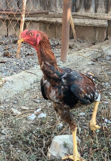 Gəmiricilər: 7 ci ayina 23 cu girib yaxwi qandi qiymet sondu qiymete gore — 6