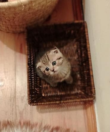 sort pişiklər: Şotland — 6