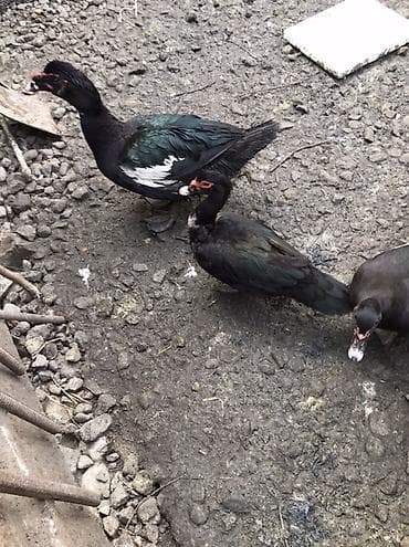 hid qusu: Muscovy ördəkləri və qarışıq yerli ördəklər satılır. Her qiymete var — 6