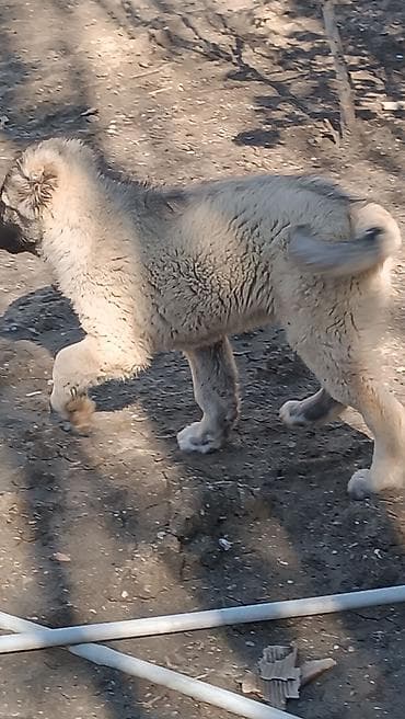 tap.az heyvanlar itler: Kanqal — 8