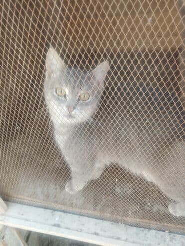 pişik çantasi: Boz rəngdə ev pişikləri - Növ: ev pişiyi (qısa tüklü, boz/gümüşü rəng — 4