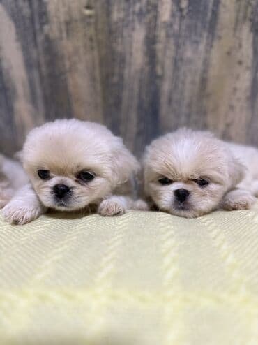 it parodaları: Pekines, 2 ay, Erkek — 5