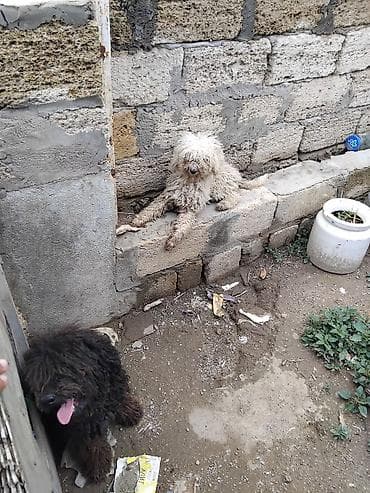 Maltipoo tipli iki xırda ölçülü it balası - Cins: Maltipoo (pudellə