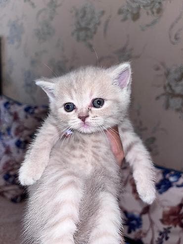 erkey pisik adlari: Britan — 2