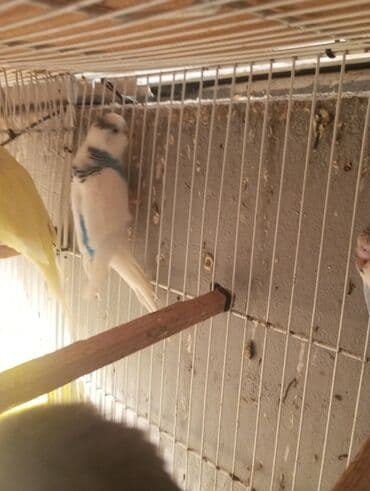 dəvə qusu: Biri 9 manat rengbereng balalar Unvan Bileceri — 8