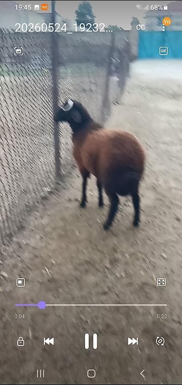 it adları oglan: Salam erkeydi 6 aylığ qurbanlığa düşür — 2