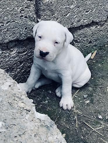 pulsuz it verirem: Doq, 1 ay, Erkek, Peyvəndli, Ünvandan götürmə, Ödənişli çatdırılma — 3