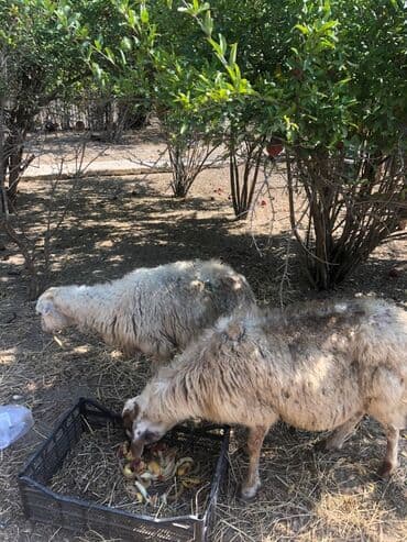 электрическая машинка для стрижки овец: Məhsul: Qoyunlar (2 baş) Təsvir: - Şəkillərdə iki baş yerli tipli — 3