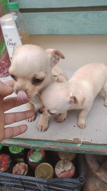 çin bildirçini: Çixuahua, 2 ay, Dişi, Sənədli, Ünvandan götürmə — 2