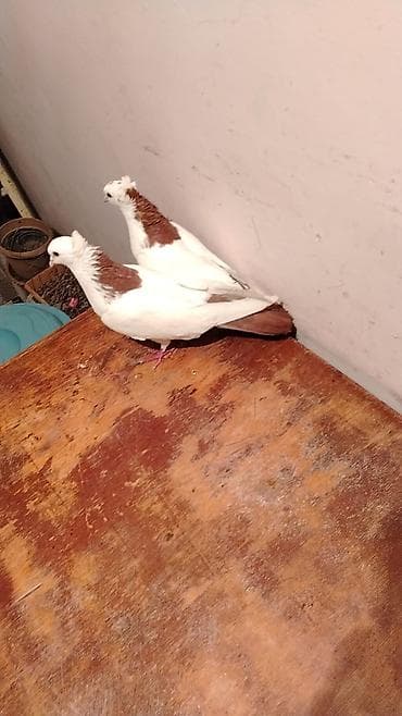 heleb kecileri satilir: Satılır 1 erkək 1 maya — 1