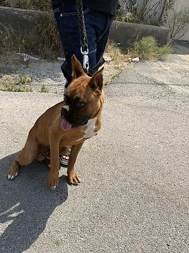heyvan: Bokser, 7 ay, Erkek, Sənədli, Pulsuz çatdırılma — 8