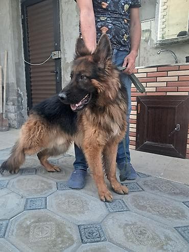sosis it: Alman çoban iti, 1 il, Erkek, Peyvəndli — 3