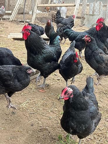 Quşlar: Hinduwka mayali yumurtalari Məhsul: Ağ hinduşka (erkək) GoRduYuNuZ — 4