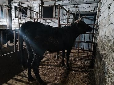 limuzin inek: Salam aleykum düyə heyvandi 1 ni dogub boş bekar adamlar narahat — 7