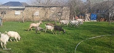 bala keçi: Sanne, heleb,Alpen sortlaridi — 2