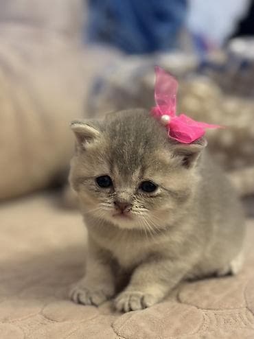 Şotland lalafo.az -da Şotland