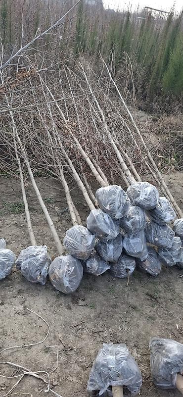 Məhsul: Payız-qış əkini üçün torpaq topu ilə qazılıb bağlanmış ağac və