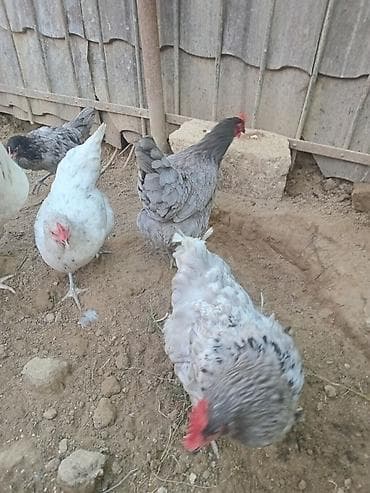 yumurta şekilleri: Toyuq, Yumurtalıq — 8