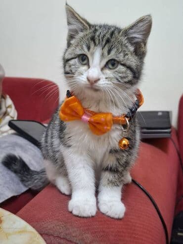 şotlant pişiyi: Erkək — 6