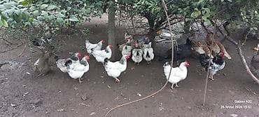 karella quslari: Toyuq, Yumurtalıq — 6