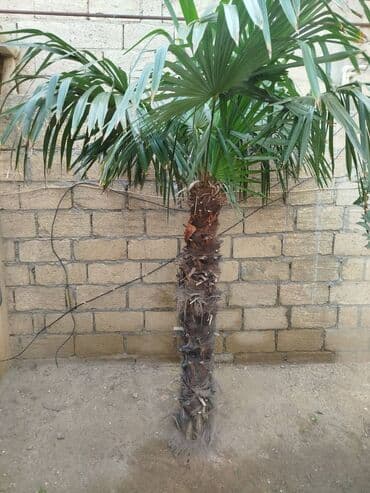 günəbaxan haqqında məlumat: Palma ağacı — 2