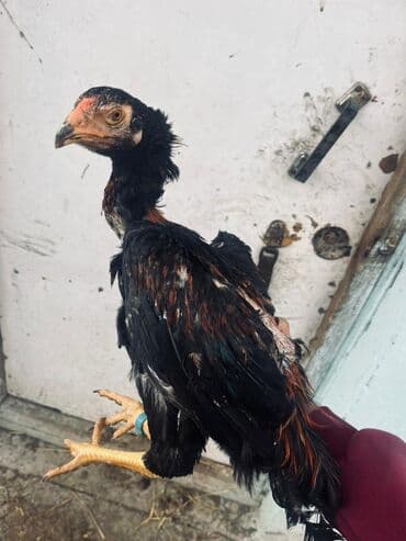 Другие животные: Курица, Для разведения — 1