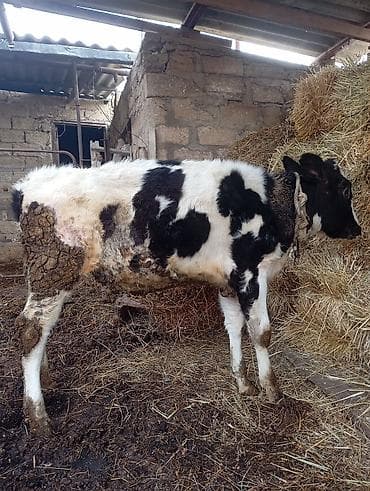 qumru quşu rusca: 8 aylığ cins dana satılır unvan bine savxoz anası 25 l sud verir — 4