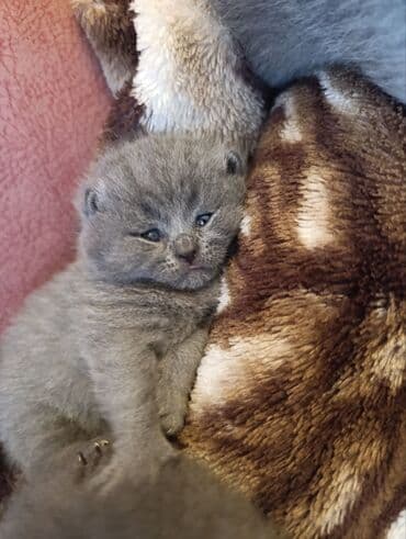 Çəngəllər: Boz rəngli, tüklü balaca pişik balaları - Növ: ev pişiyi (qısa tüklü — 7