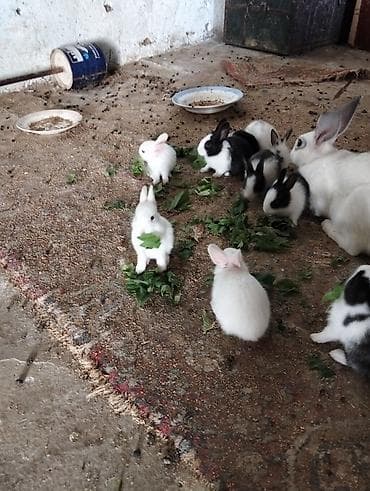 pomeranian spitz satilir: Şəkillərdə müxtəlif rəng və naxışlarda balaca dovşan balaları görünür — 4