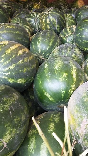 Məhsul: ALIZE F1 hibrit qarpız toxumu və məhsulu Xüsusiyyətlər: -