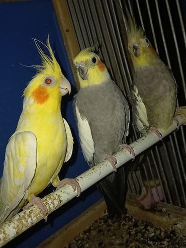 Зоотовары: Evi ile birlikde gotur hamisi 100manat 2si erkekdi sari yanindaki,oen — 3