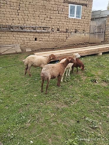 cins buzov: Qoyunlar – ana qoyunlar və quzular dəsti - Növ: Yerli ətlik/donluq — 3