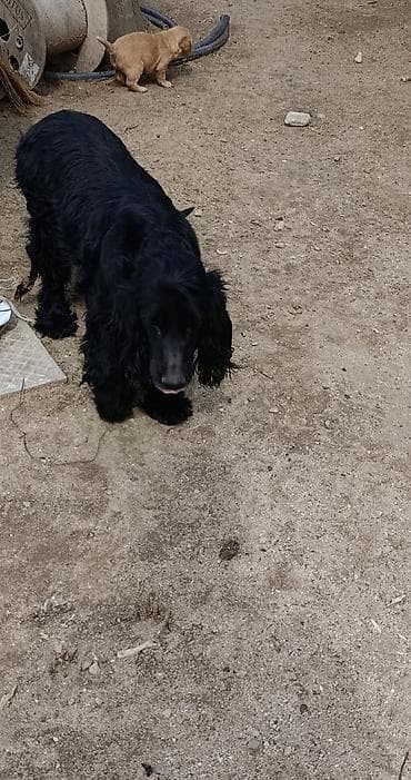 ən iri it cinsi: Koker spaniyel, 1 ay — 3