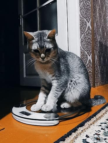 весы подвесные механические: Pulsuz sahibləndirilir. Qum qabı,yem qabı, 2 növ darağı və şampunu — 1