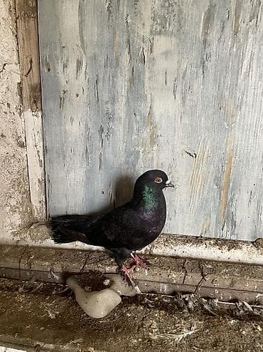 Gəmiricilər: 12 dene quşdur hamisi bir yerde 30 bal tecili satılır real alıcıya — 5