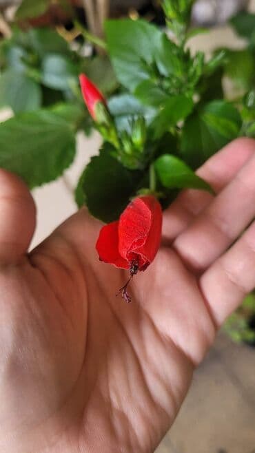 куплю комнатные растения: Cox gozel bir guldu alan ozu gorecey inwAllah — 5