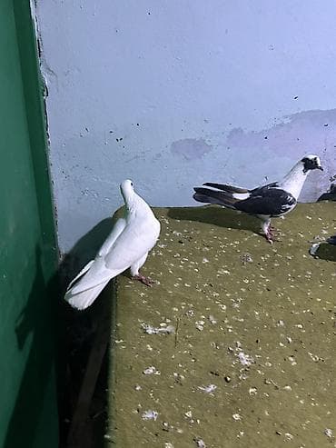 qus sesleri: 5 dene quwdu 25 m sondu — 2