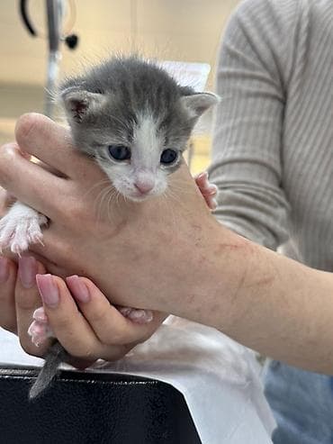 sultan quşu: Erkək, Yaxşı əllərə, Pulsuz çatdırılma — 2