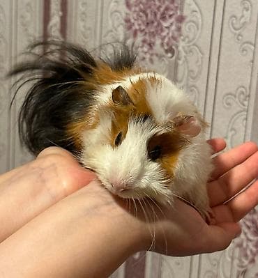 ev heyvan: Dekorativ dəniz donuzcuqları (guinea pig) ⚫ ƏLAQƏ YALNIZ LALAFO CHAT — 3