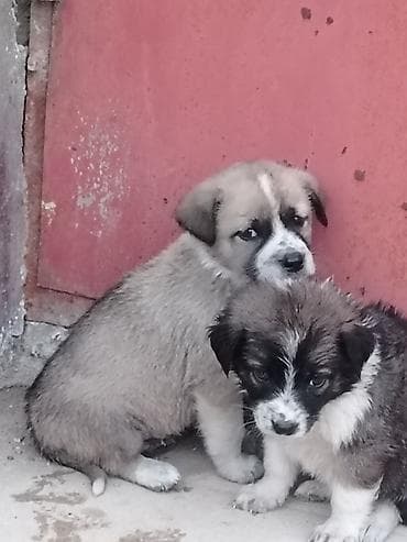 İtlər: 1 ay, Erkek, Pulsuz çatdırılma — 4