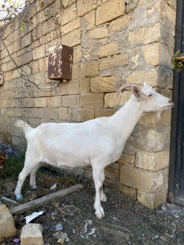 sanen keçi: Saanen keçisidi boğazdı, yaxşı süd verir 2 qarın doğub çox iri — 5
