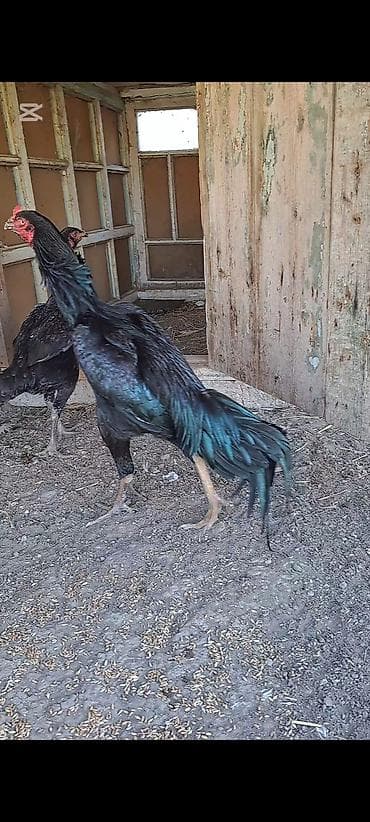 cucə yemləri: Şəkildə gördiyiniz heyratıların 10-günülük 7-ədəd cücələri satılır — 4