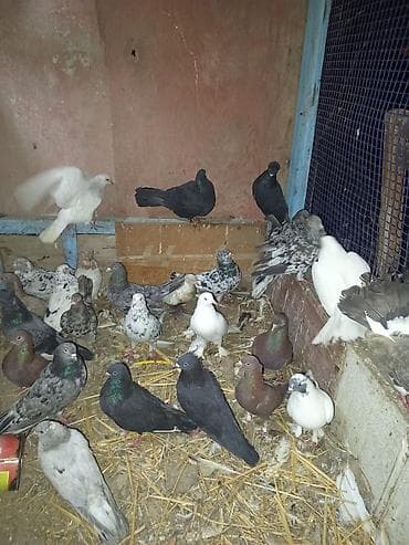 it sekileri: Məhsul: Ev göyərçinləri qrupu tərgitmə quşlar dı xayiş edlir real — 7