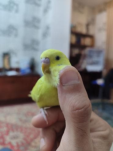 bulbul quşu: Продаю волнистого попугая Кики. Возраст 1 год — 3
