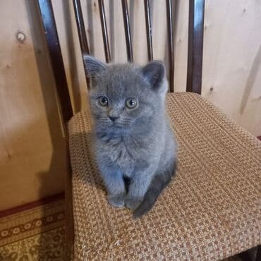 сколько стоит британский котёнок: Britan balaları. 55 günlük. Bir boz erkek qalan 3-cü dişi. Qum — 3