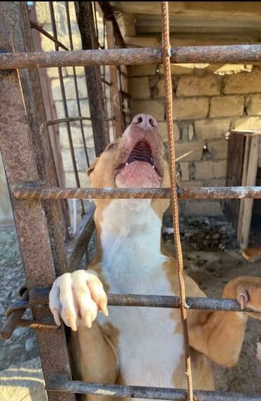 pitbull itləri: Pitbul, 1 il, Erkek, Peyvəndli — 3