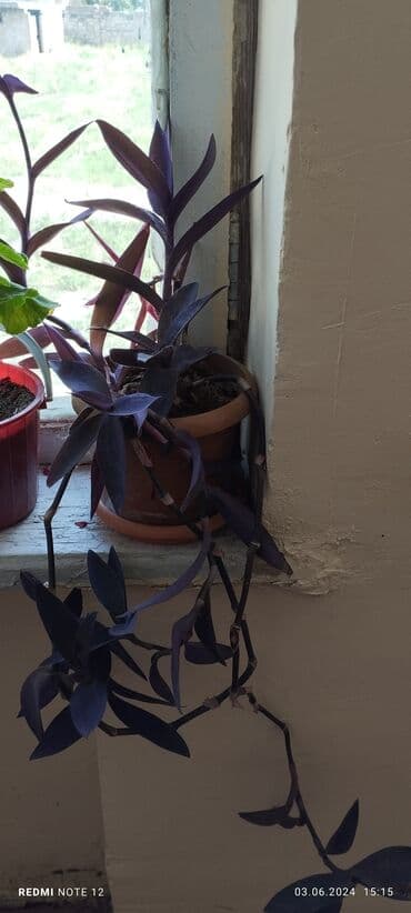 1 ədəd qızılgül: Müxtəlif ölçüdə,müxtəlif növ otaq bitkiləri var. iş ev, məktəb üçün — 4